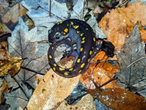 Spotted salamander with bright yellow spots along its back