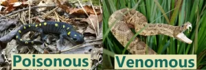 Spotted salamanders are poisonous but not venomous